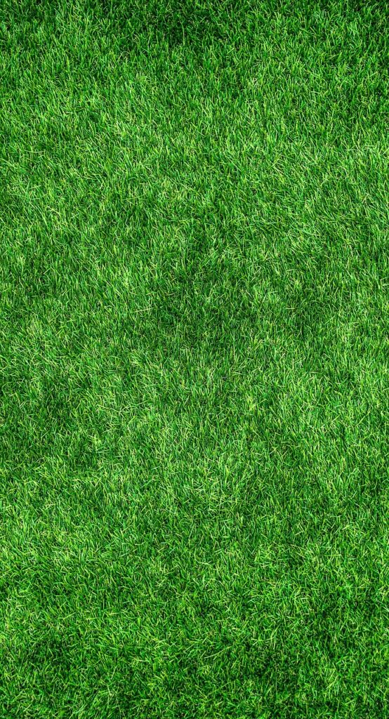 grass-lawn-garden-1659054 grass, lawn, garden-1659054.jpg
