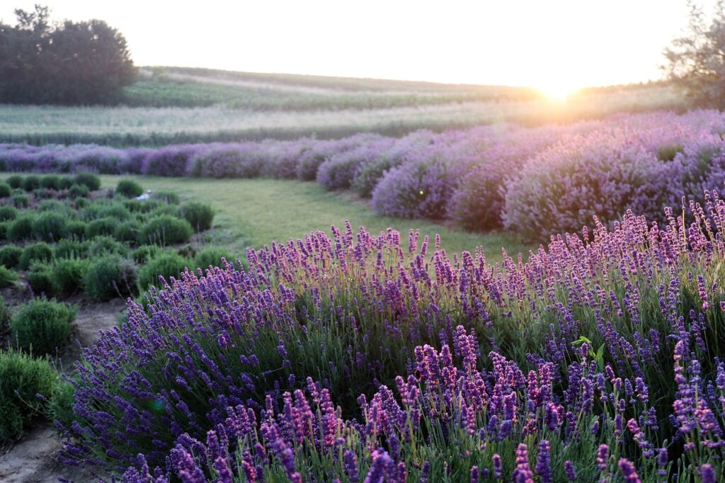 lavender-flowers-field-6398415 lavender, flowers, field-6398415.jpg
