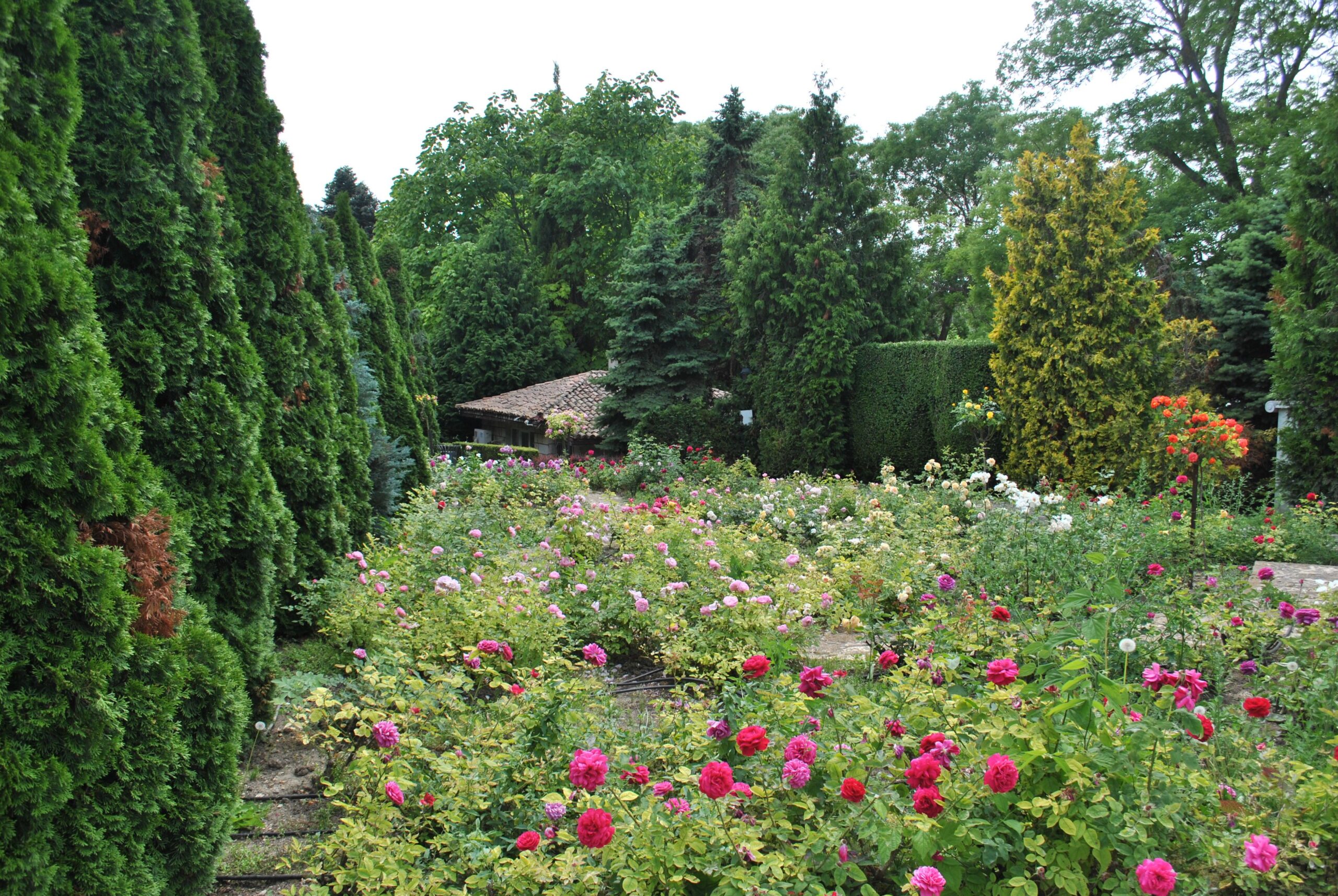 Vibrant garden filled with colorful flowers and towering evergreen trees, creating a serene outdoor setting.